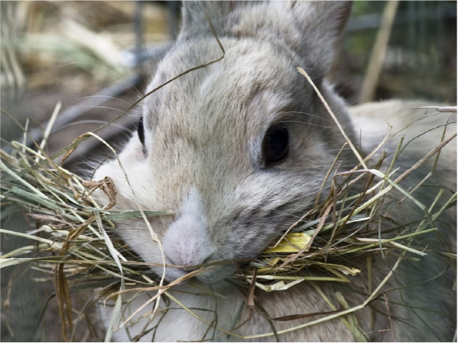 Cómo las Pacas de Heno de Satisfacen las Necesidades Nutricionales de los Conejos