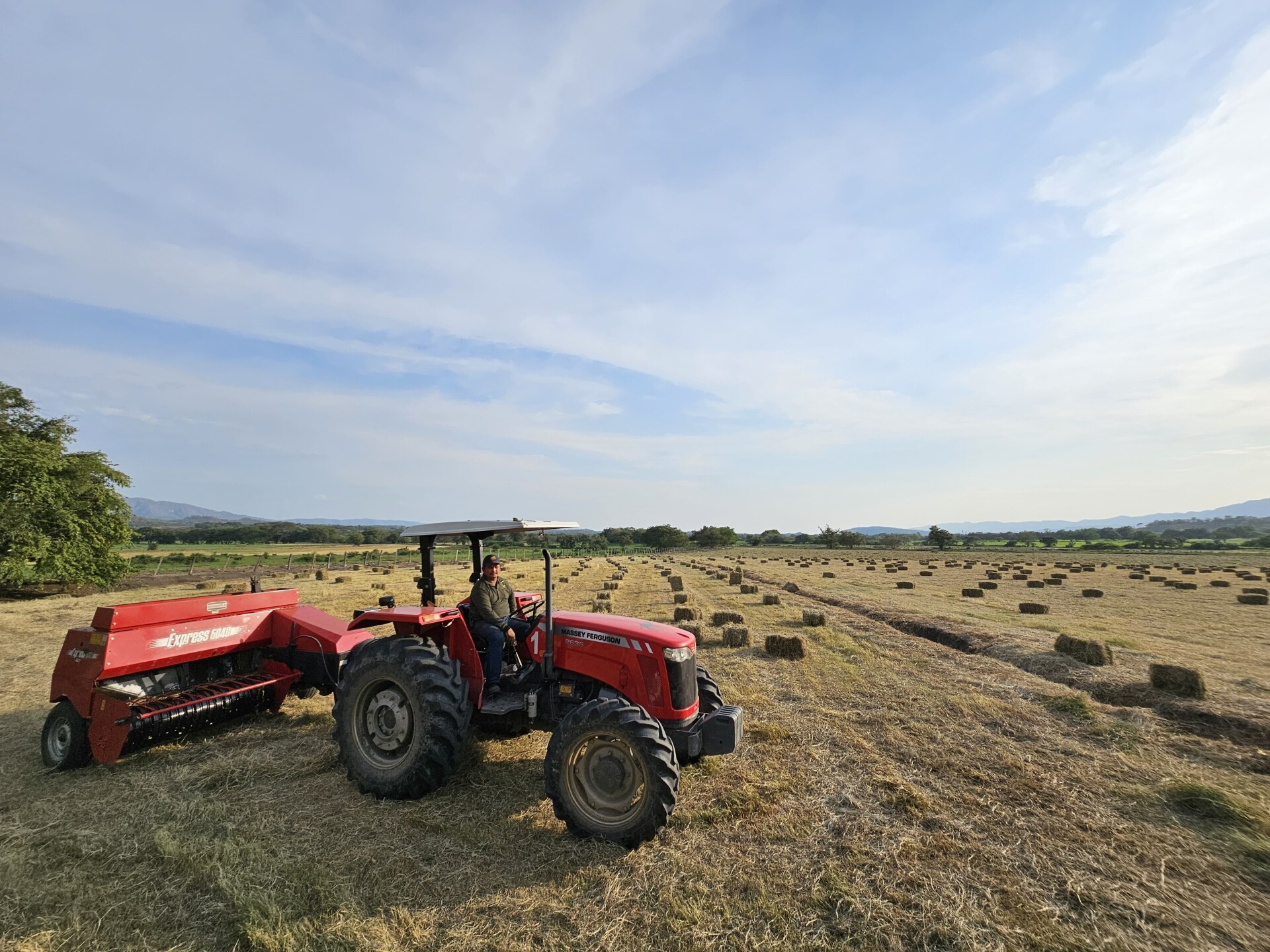 Remolido de Cascarilla